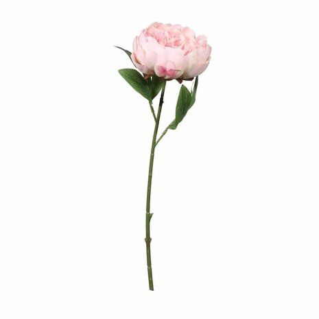 Mooideco - roze pioen roos
