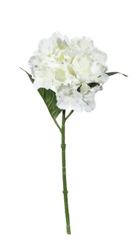 Witte hortensia