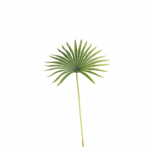 Palm blad